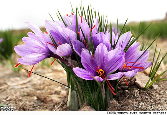 زعفران و کرکم در اصل کلما تی فارسی هستند