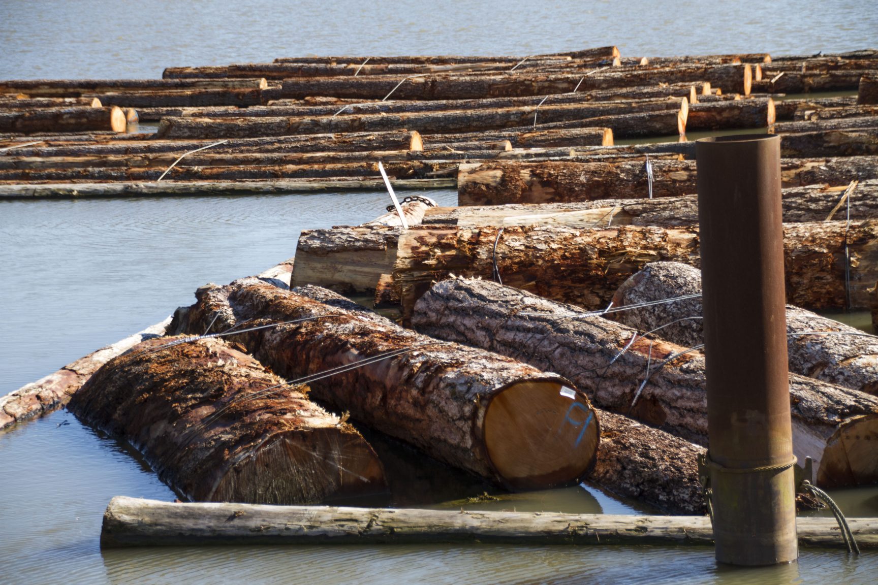مقررات امریکایی برای صدور انواع چوب و محصولات دامداری‌های کانادایی